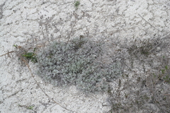Artemisia hololeuca