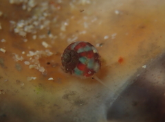 Gibbula multicolor