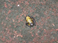 Oreophrynella quelchii