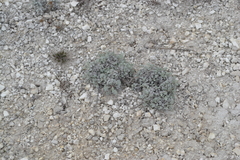 Artemisia hololeuca