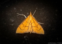 Anania perflavalis