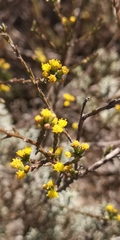 Marasmodes dummeri