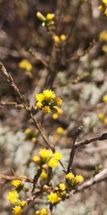 Marasmodes dummeri