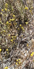 Marasmodes dummeri