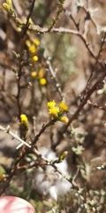 Marasmodes dummeri