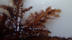 Carpoblepharis flaccida