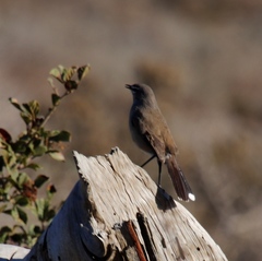 Cercotrichas coryphoeus cinerea