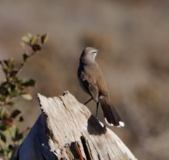 Cercotrichas coryphoeus cinerea