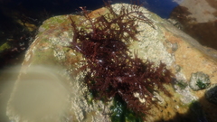 Carpoblepharis flaccida