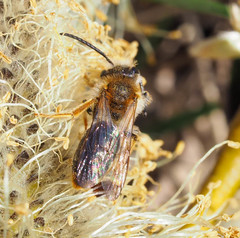 Andrena haemorrhoa