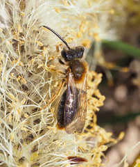 Andrena haemorrhoa