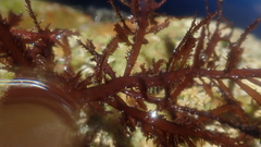 Carpoblepharis flaccida