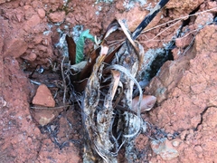 Lichtensteinia lacera