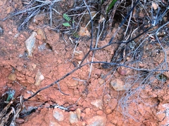 Lichtensteinia lacera