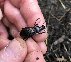 Carabus italicus