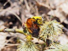 Bombus hypnorum