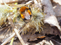 Bombus hypnorum