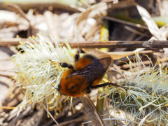 Bombus hypnorum