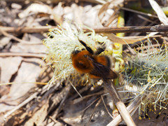 Bombus hypnorum