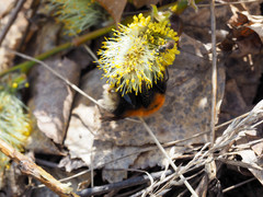 Bombus hypnorum