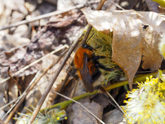 Bombus hypnorum