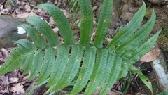 Dryopteris scottii