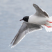 Little Gull - Photo (c) vyatka, some rights reserved (CC BY-NC), uploaded by vyatka