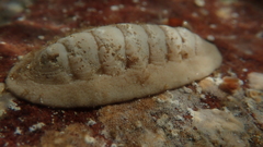 Ischnochiton textilis