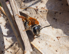 Andrena haemorrhoa