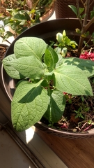 Jaltomata procumbens