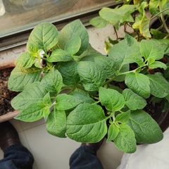 Jaltomata procumbens