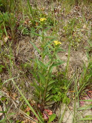 Erysimum virgatum