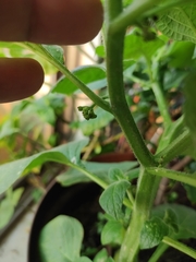 Jaltomata procumbens