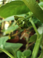 Jaltomata procumbens