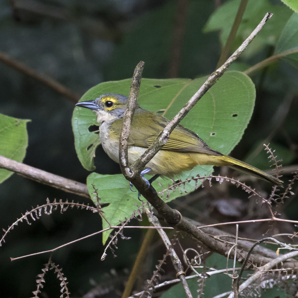 Tangara Crestifulva, Tachyphonus surinamus