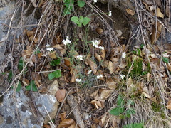 Arabidopsis arenosa arenosa
