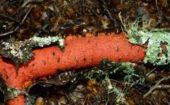 Australovuilleminia coccinea image