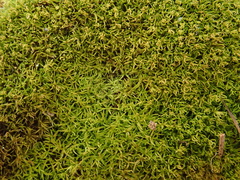 Trichostomum crispulum