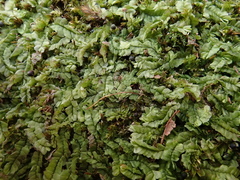 Chiloscyphus pallescens