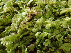 Chiloscyphus pallescens