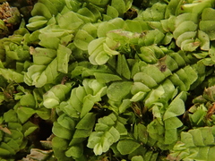 Chiloscyphus pallescens