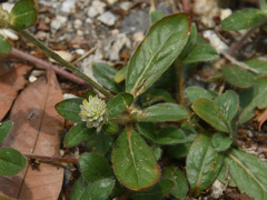 Alternanthera paronychioides