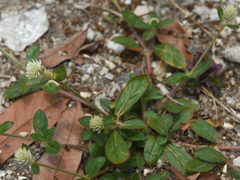 Alternanthera paronychioides