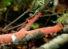 Australovuilleminia coccinea image