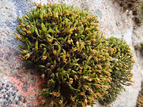 Image of Sessile Grimmia (Schistidium apocarpum) by (c) Christian Berg, some rights reserved (CC BY)