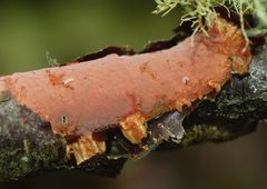 Australovuilleminia coccinea image