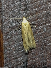 Limnaecia phragmitella