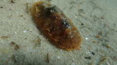 Mandelia mirocornata