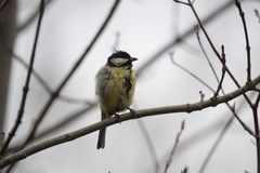 Parus major