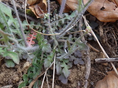 Arabidopsis arenosa arenosa